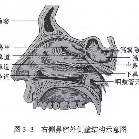 干细胞最新鼻甲再生