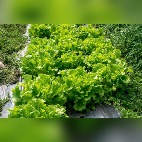 结球生菜最新价钱
