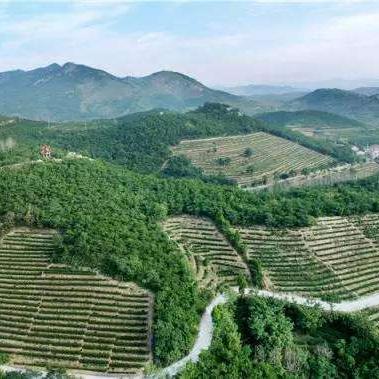 诸城划归青岛最新动态剖析