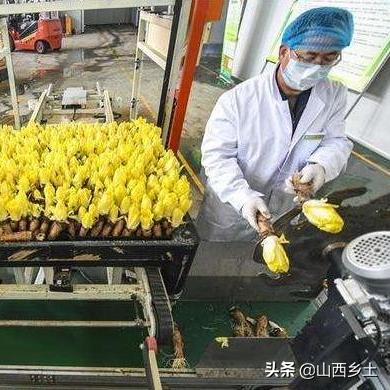 寿光胡萝卜最新价钱走势剖析