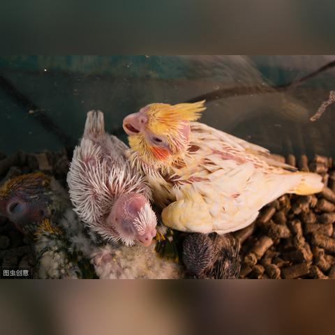 黍子价钱最新走势