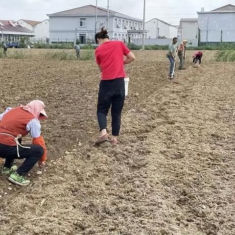 射阳大蒜最新报价